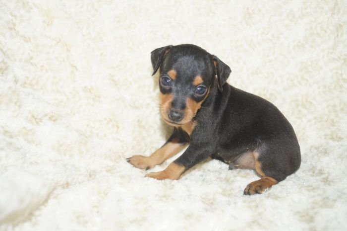 小ぶり！！【ブラックタン】男の子（031301）ミニチュアピンシャー