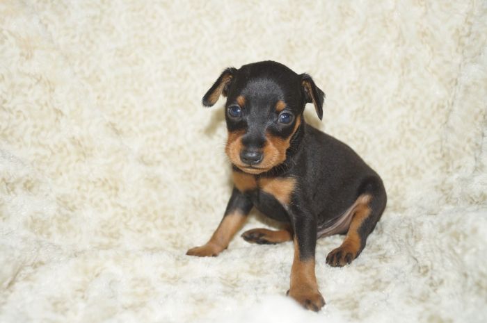 小ぶり！！【ブラックタン】男の子（031302）ミニチュアピンシャー