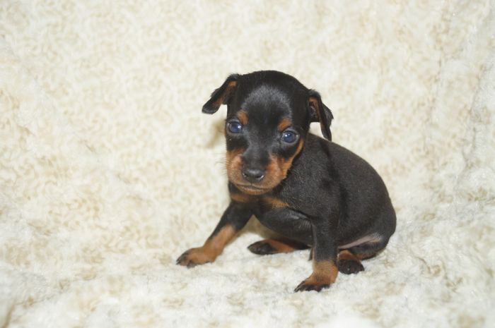 小ぶり！！【ブラックタン】男の子（031303）ミニチュアピンシャー