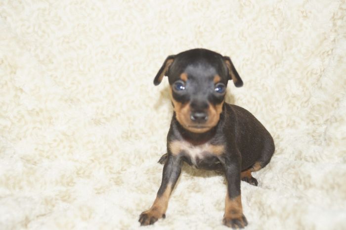 小ぶり！！【ブラックタン】女の子（031304）ミニチュアピンシャー