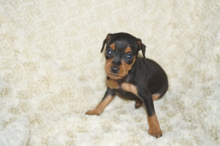 小ぶり！！【ブラックタン】女の子（031305）ミニチュアピンシャー