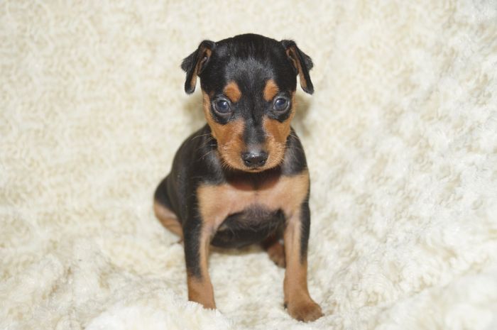 【ブラックタン】女の子（032701）ミニチュアピンシャー