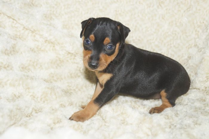 【ブラックタン】男の子（040201）ミニチュアピンシャー