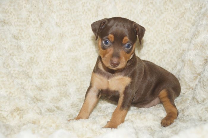 【チョコレートタン】女の子（040202）ミニチュアピンシャー