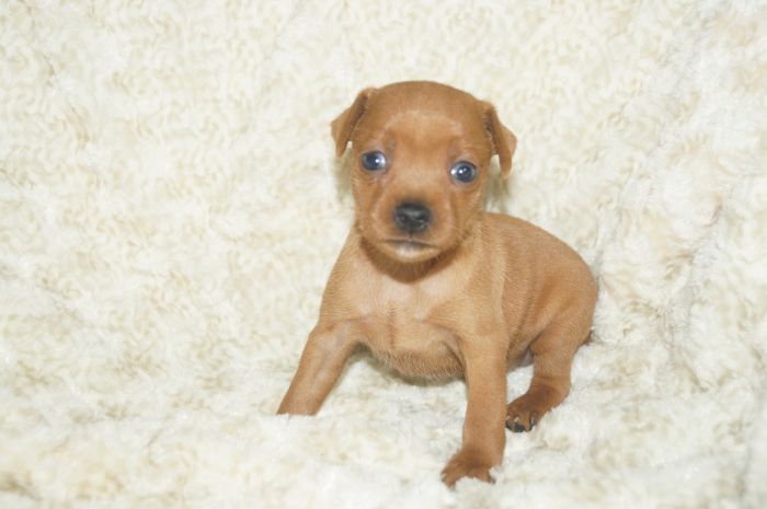 小ぶり！！【レッド】女の子（040401）ミニチュアピンシャー