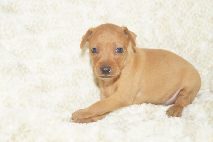 【レッド】男の子（040402）ミニチュアピンシャー