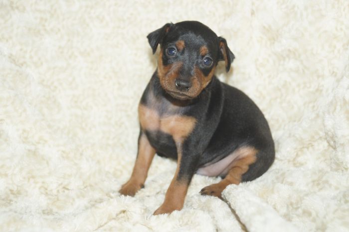 【ブラックタン】男の子（040403）ミニチュアピンシャー