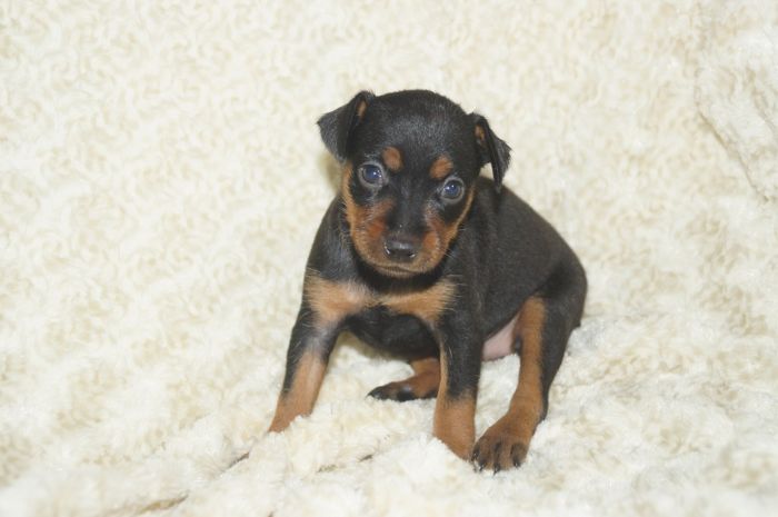 【ブラックタン】女の子（040404）ミニチュアピンシャー