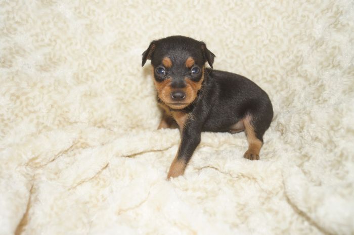 小ぶり！！【ブラックタン】男の子（040411）ミニチュアピンシャー