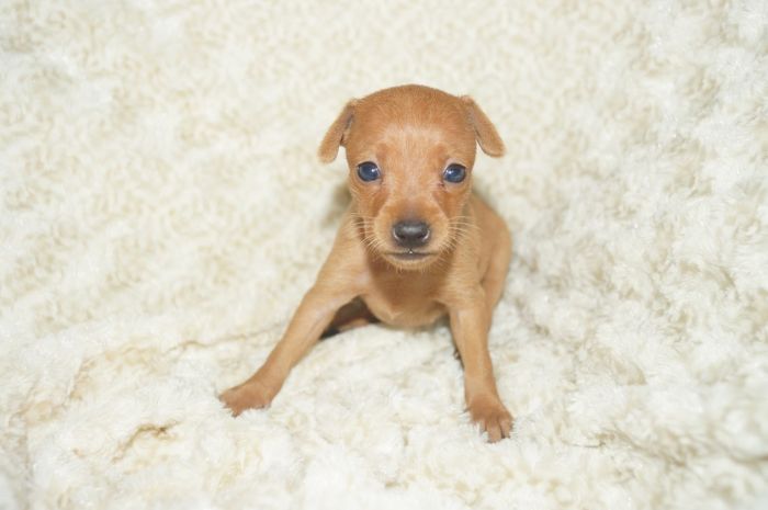 小ぶり！！【レッド】女の子（040413）ミニチュアピンシャー