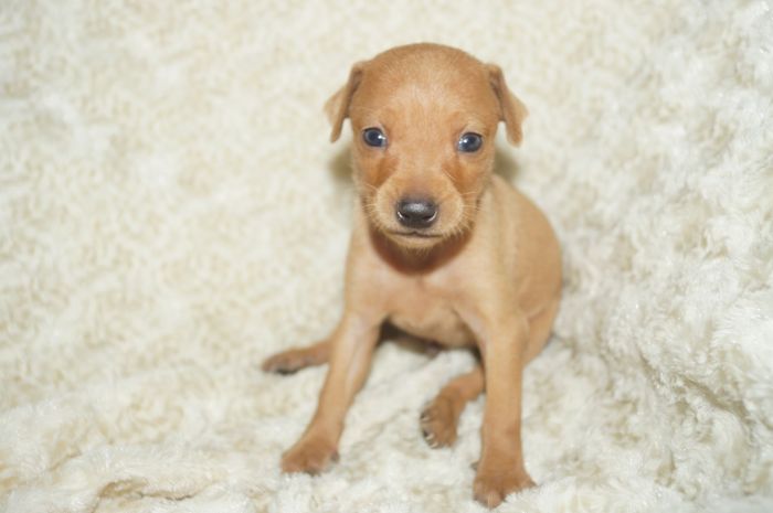 小ぶり！！【レッド】男の子（040414）ミニチュアピンシャー