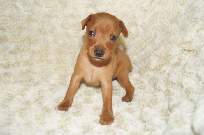 【レッド】女の子（041501）ミニチュアピンシャー