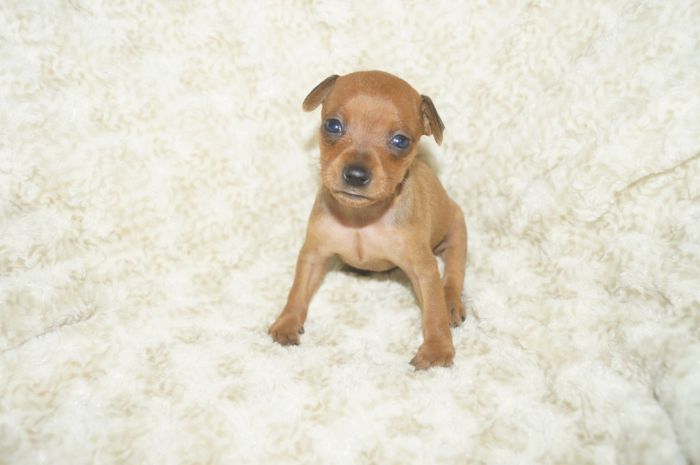 小ぶり！！【レッド】女の子（041502）ミニチュアピンシャー