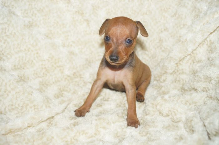 【レッド】男の子（041503）ミニチュアピンシャー