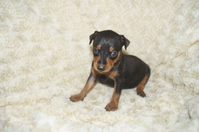 【ブラックタン】男の子（041601）ミニチュアピンシャー