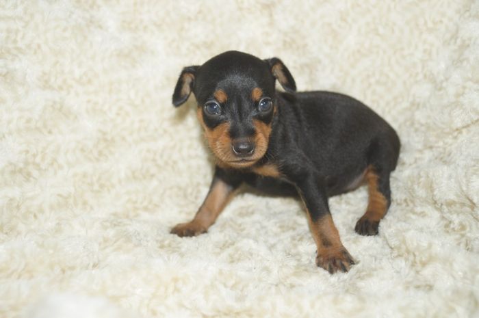 【ブラックタン】男の子（041602）ミニチュアピンシャー