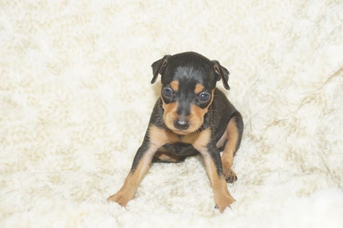 小ぶり美人！！【ブラックタン】女の子（041603）ミニチュアピンシャー