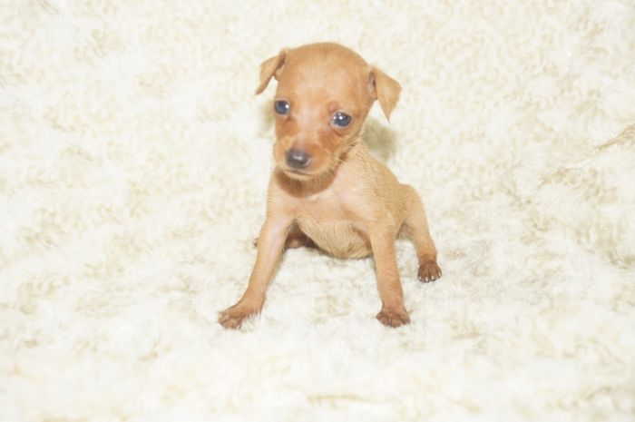 極小！！【レッド】女の子（041604）ミニチュアピンシャー