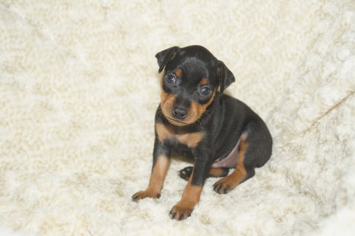 【ブラックタン】男の子（041701）ミニチュアピンシャー