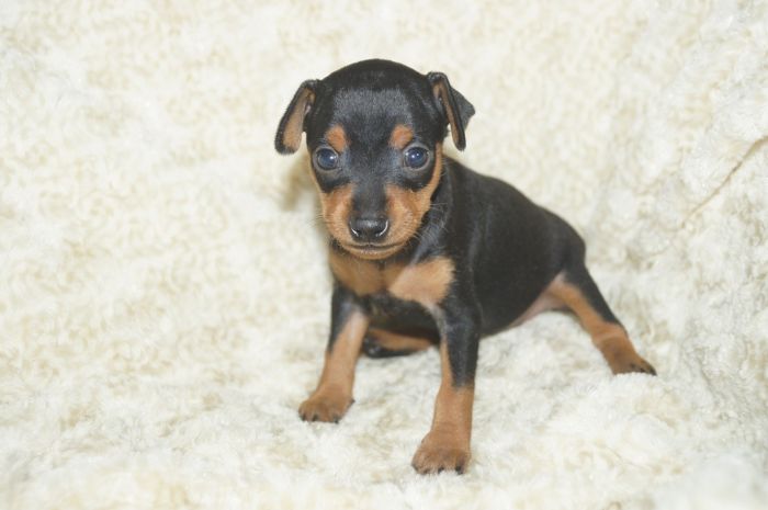 【ブラックタン】女の子（041702）ミニチュアピンシャー