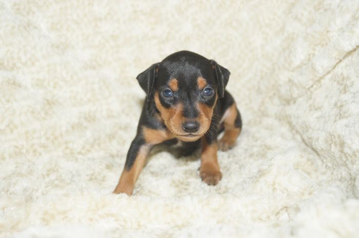 【ブラックタン】男の子（041801）ミニチュアピンシャー