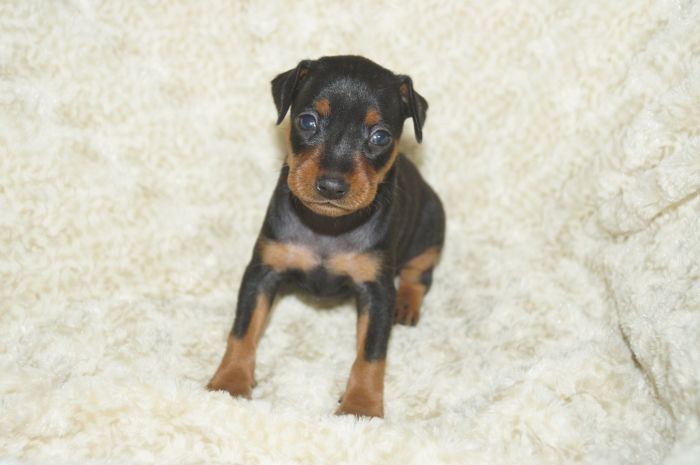 【ブラックタン】男の子（041802）ミニチュアピンシャー