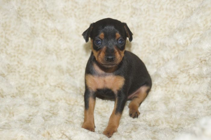 【ブラックタン】女の子（051601）ミニチュアピンシャー