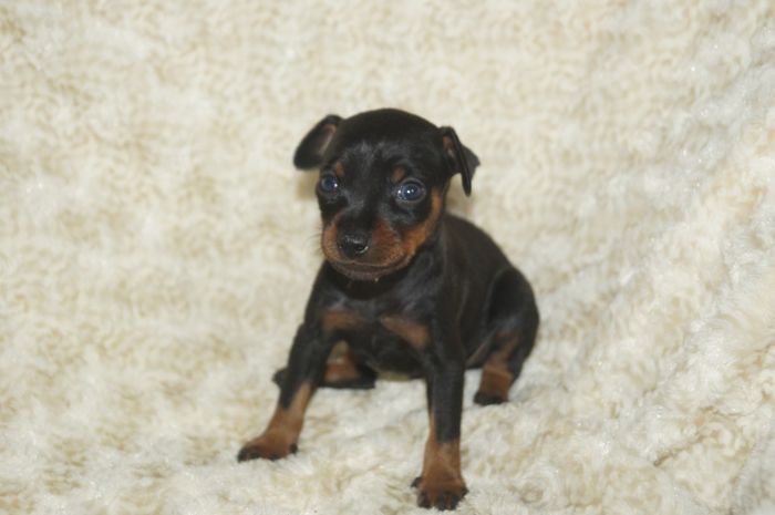 【ブラックタン】男の子（051602）ミニチュアピンシャー