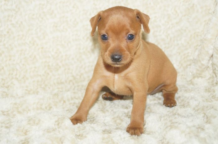 【レッド】女の子（052302）ミニチュアピンシャー