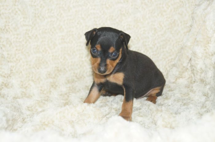 【ブラックタン】男の子（052301）ミニチュアピンシャー