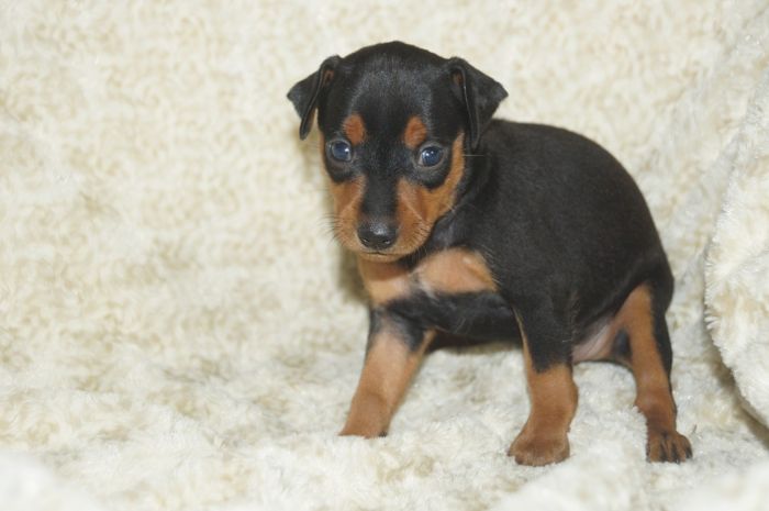 【ブラックタン】女の子（052801）ミニチュアピンシャー