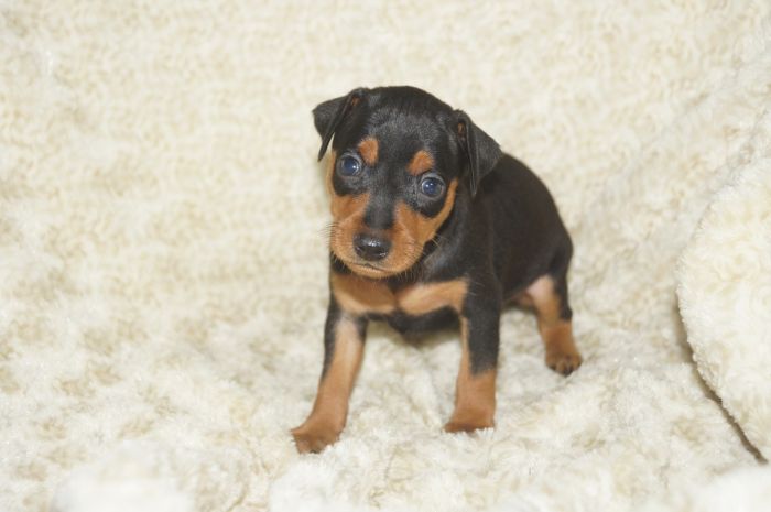 【ブラックタン】男の子（052803）ミニチュアピンシャー