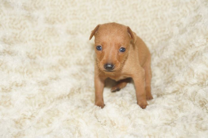 小ぶり！！【レッド】女の子（052901）ミニチュアピンシャー