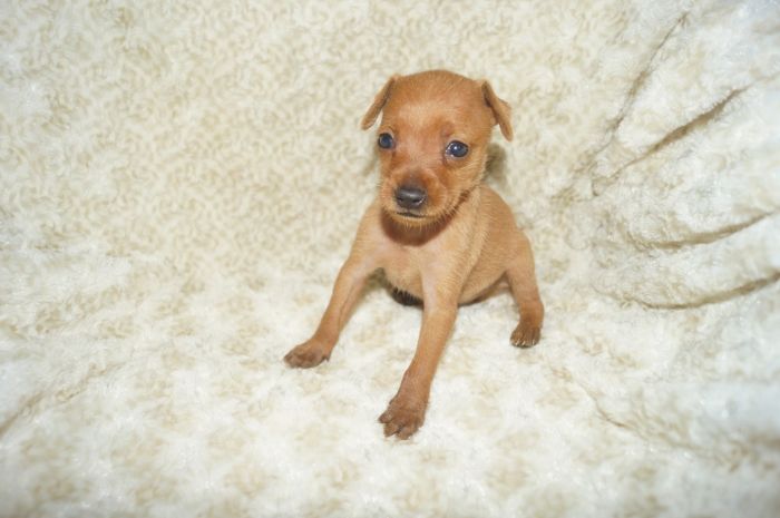 小ぶり！！【レッド】男の子（060601）ミニチュアピンシャー