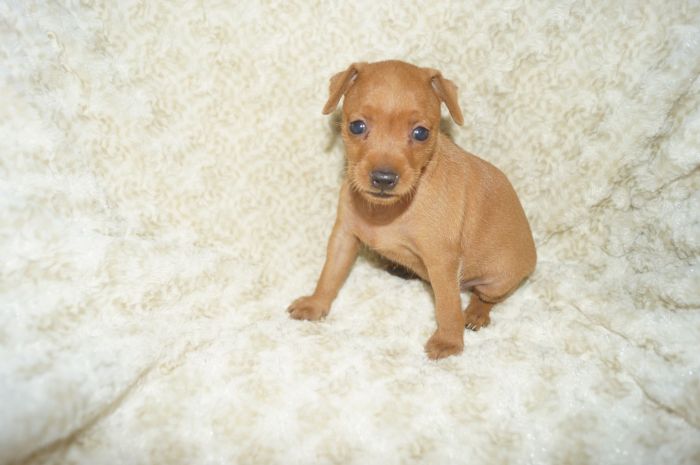 【レッド】女の子（060602）ミニチュアピンシャー