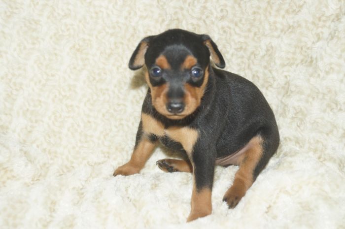 【ブラックタン】男の子（062001）ミニチュアピンシャー