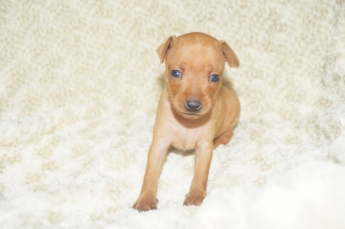 小ぶり！！【レッド】女の子（071102）ミニチュアピンシャー