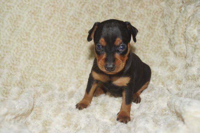 【ブラックタン】男の子（071101）ミニチュアピンシャー