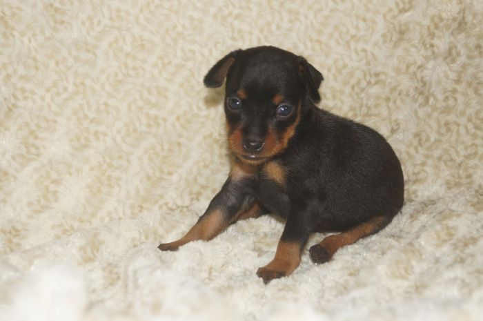 【ブラックタン】男の子（071801）ミニチュアピンシャー