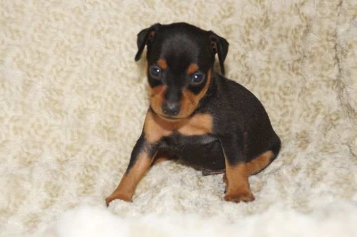 【ブラックタン】男の子（071802）ミニチュアピンシャー