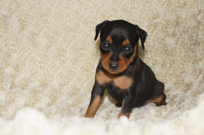 【ブラックタン】女の子（071803）ミニチュアピンシャー