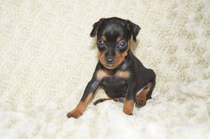 【ブラックタン】男の子（071804）ミニチュアピンシャー