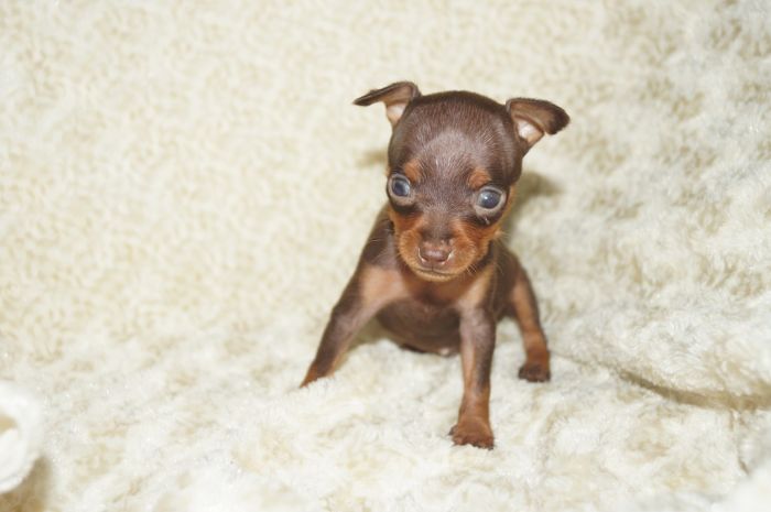 極小！！【チョコタン】男の子（071103）ミニチュアピンシャー