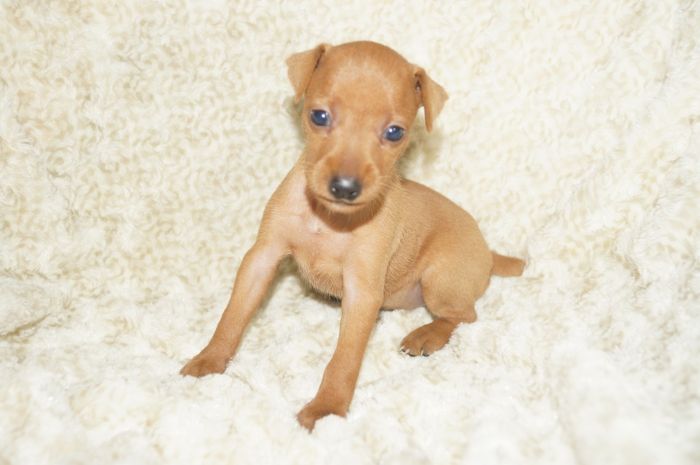 【レッド】女の子（072501）ミニチュアピンシャー