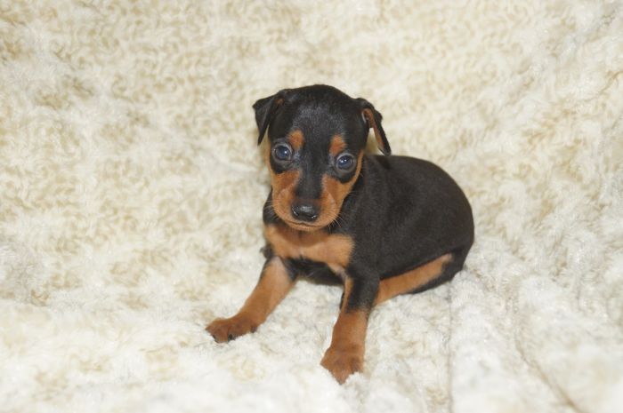 【ブラックタン】男の子（072502）ミニチュアピンシャー