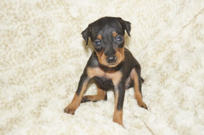 小ぶり！！【ブラックタン】女の子（072503）ミニチュアピンシャー