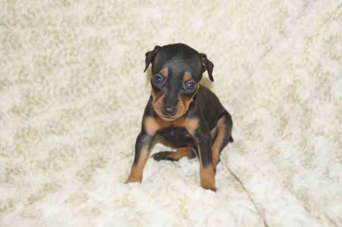 小ぶり！！【ブラックタン】女の子（072504）ミニチュアピンシャー