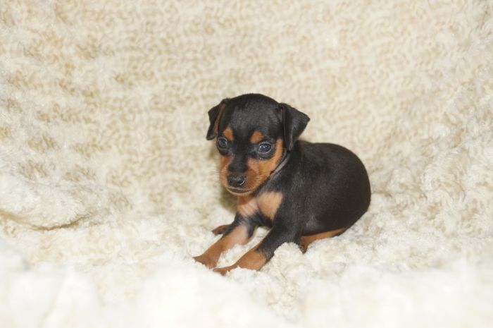 【ブラックタン】男の子（072402）ミニチュアピンシャー