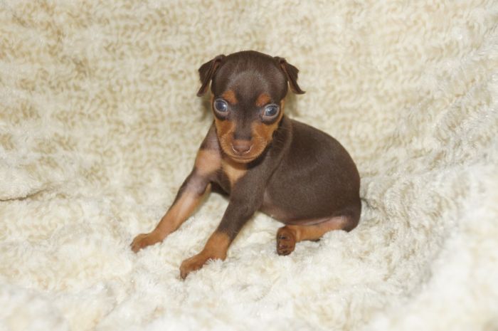 人気色！！【チョコタン】男の子（072403）ミニチュアピンシャー