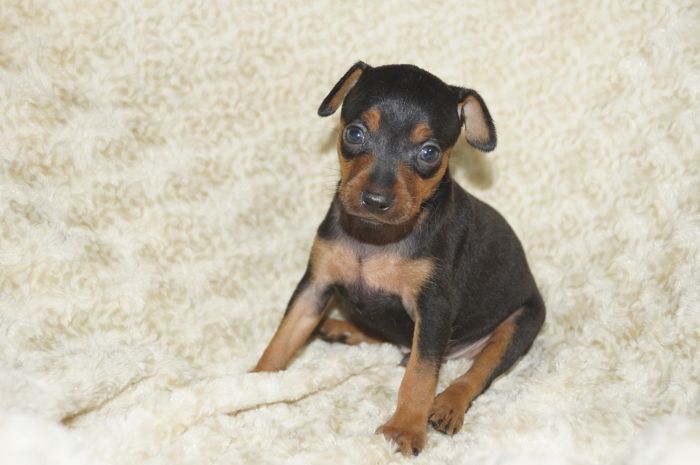 【ブラックタン】男の子（073101）ミニチュアピンシャー